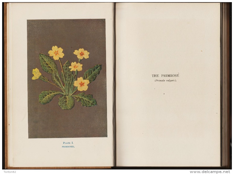 H.A. Rankin - Pastel Work Flowers - Ed. Sir Isaac Pitman & Sons,  LTD. - Vie Sauvage