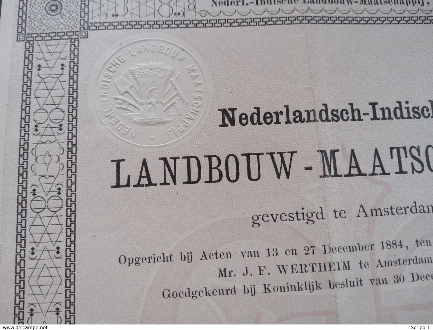 Ned. Indische Landbouw Mij.  ( Ned Indië ) 1884 - Landwirtschaft