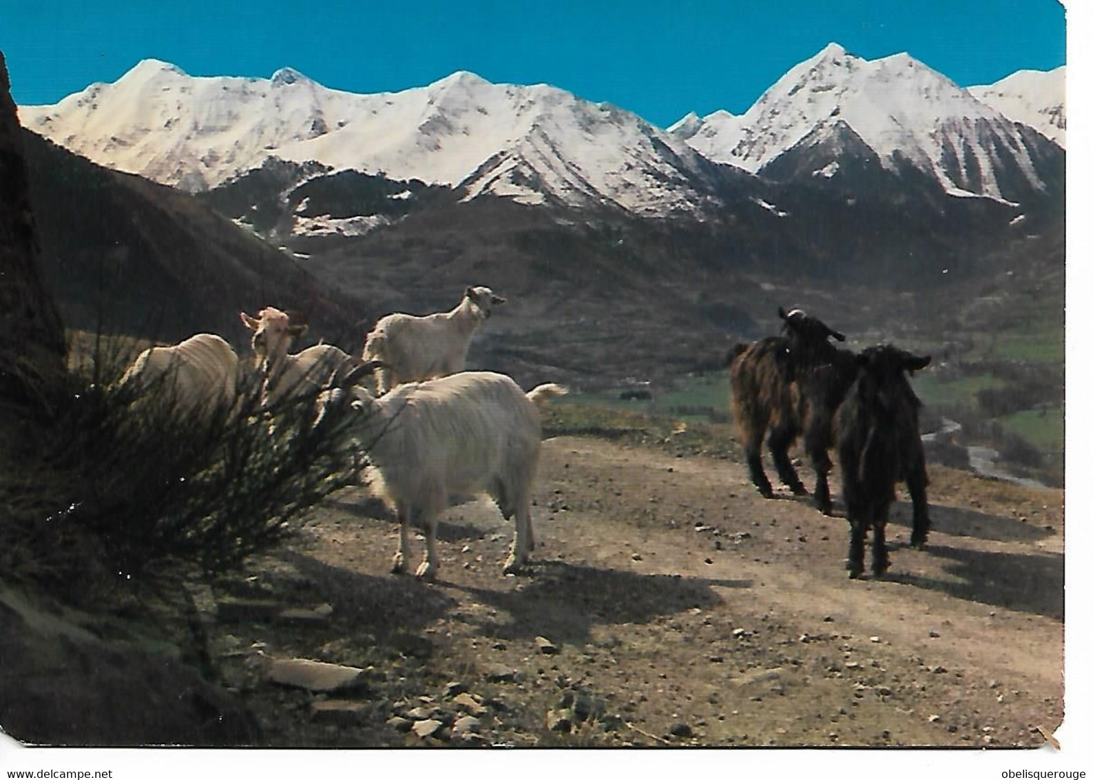 65 VALLEE D AURE  LE RIEUMAJOU ET CORNICHE DE GRAILHEM CHEVRES ET BOUQUETINS - Vielle Aure