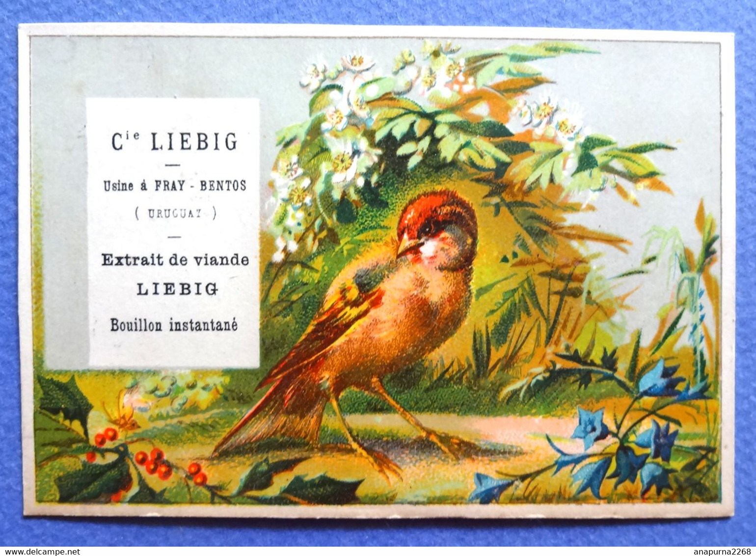 CHROMO LIEBIG ......  IMP. DANGIVILLE... OISEAU...FLEURS BLANCHES - Liebig