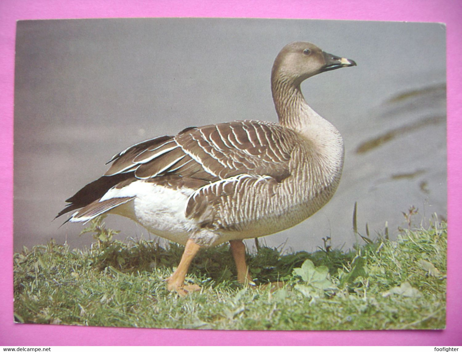 Bird - Wild Goose - Wilde Gans - OIE Sauvage - Anser Fabalis - Ca 1980s Unused - Uccelli