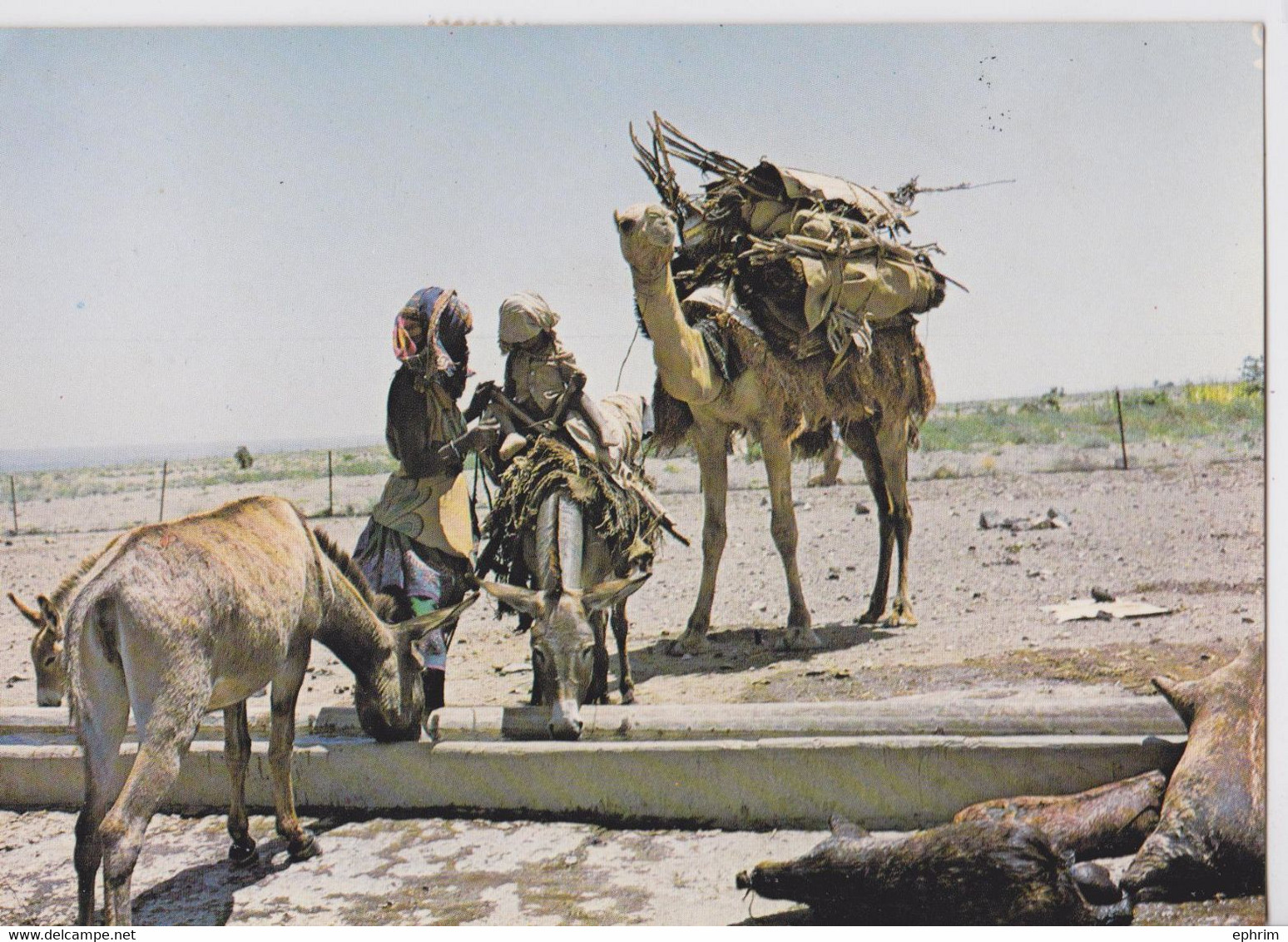 Djibouti Carte Postale La Vie Des Nomades Affranchissement Timbre Papillon Plante 1984 Butterfly Stamp - Djibouti (1977-...)