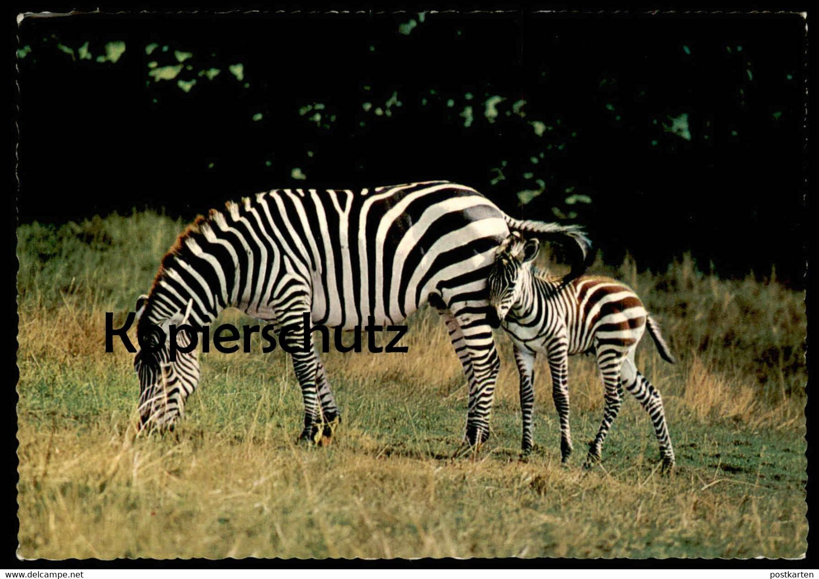 ÄLTERE POSTKARTE ZEBRAS GRASENDES ZEBRA MIT JUNGTIER MUTTER MIT NACHWUCHS Cub Young Animal Postcard AK Cpa Ansichtskarte - Zebras