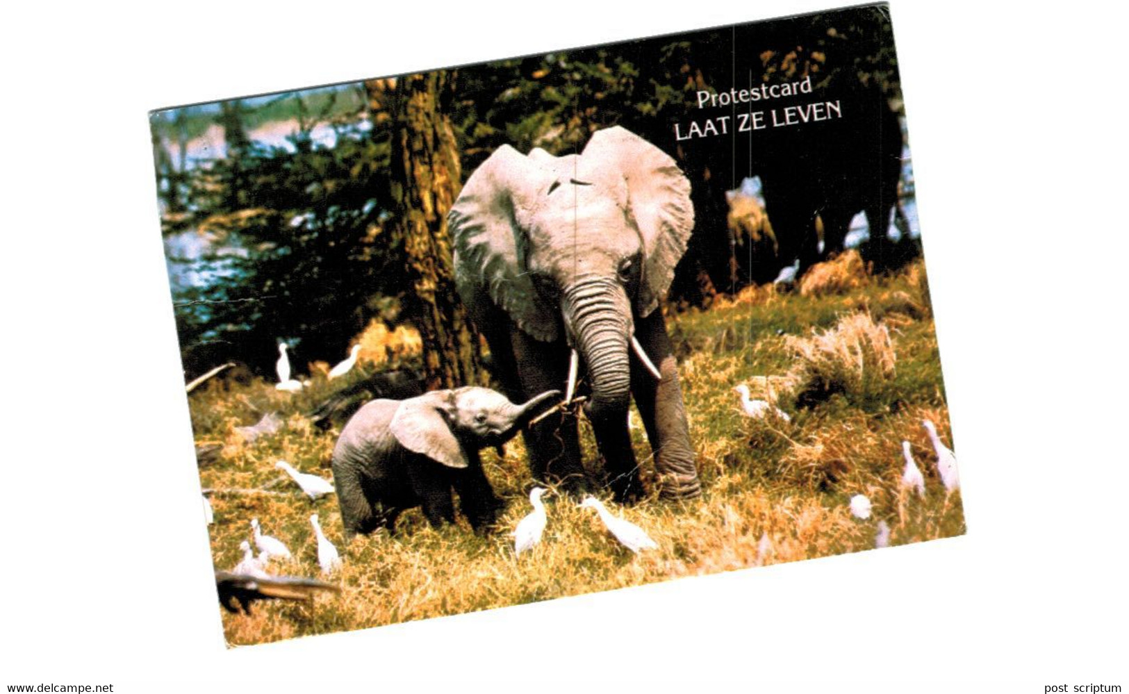 Lot   - Thème - animaux -  éléphant -   environ 90 cartes