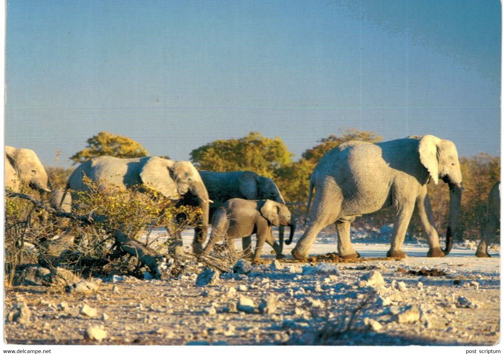 Lot   - Thème - animaux -  éléphant -   environ 90 cartes