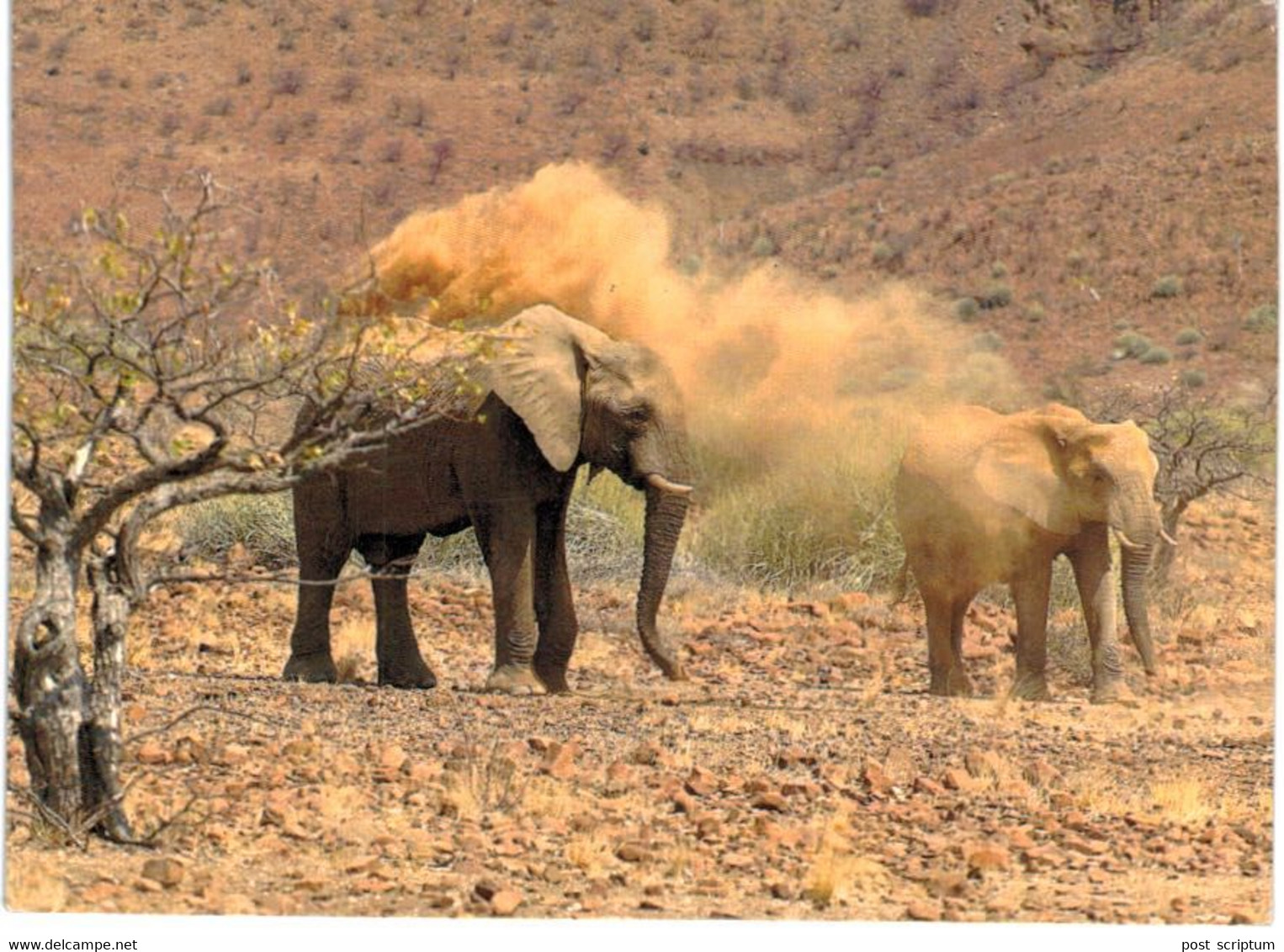 Lot   - Thème - animaux -  éléphant -   environ 90 cartes