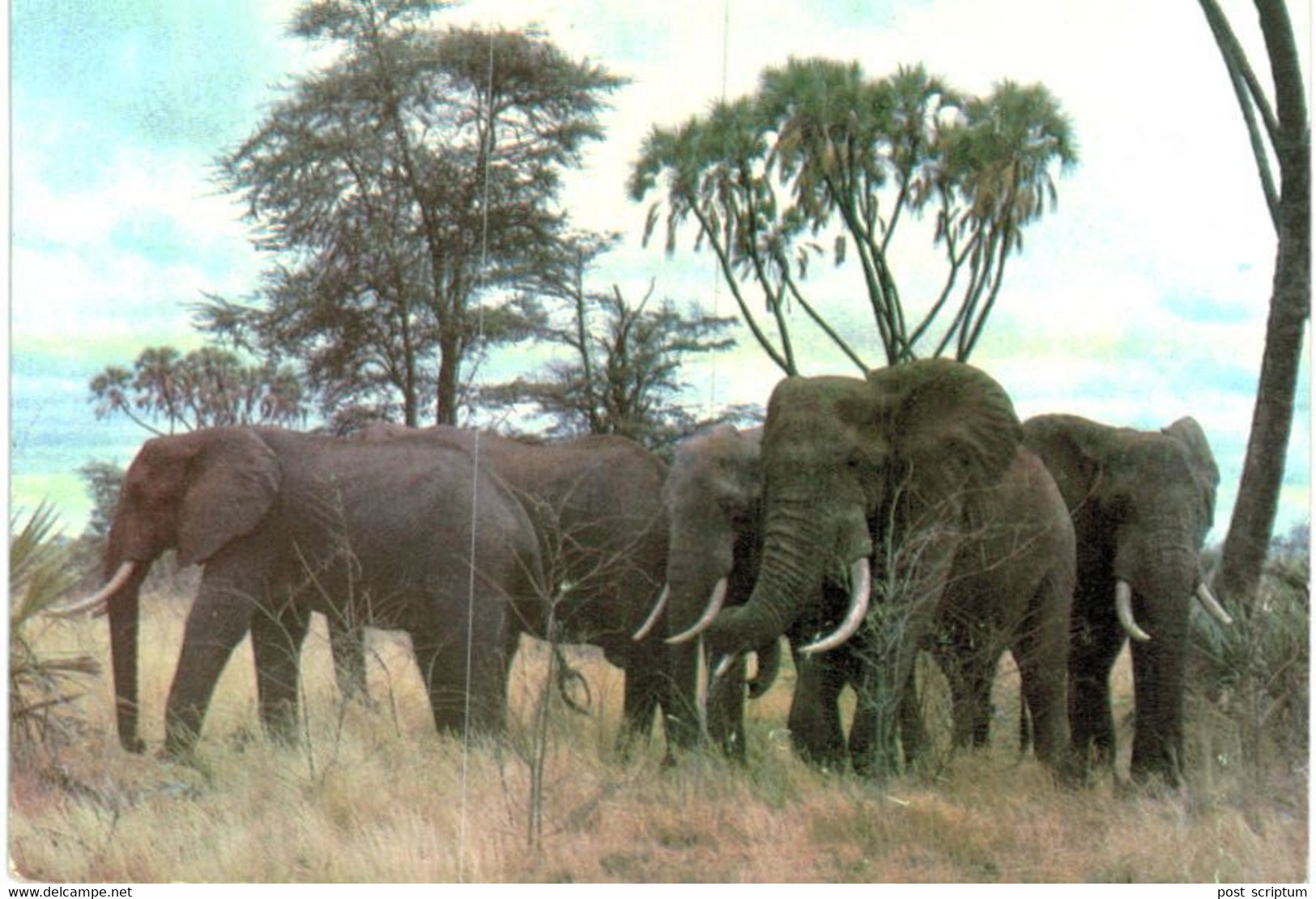 Lot   - Thème - animaux -  éléphant -   environ 90 cartes