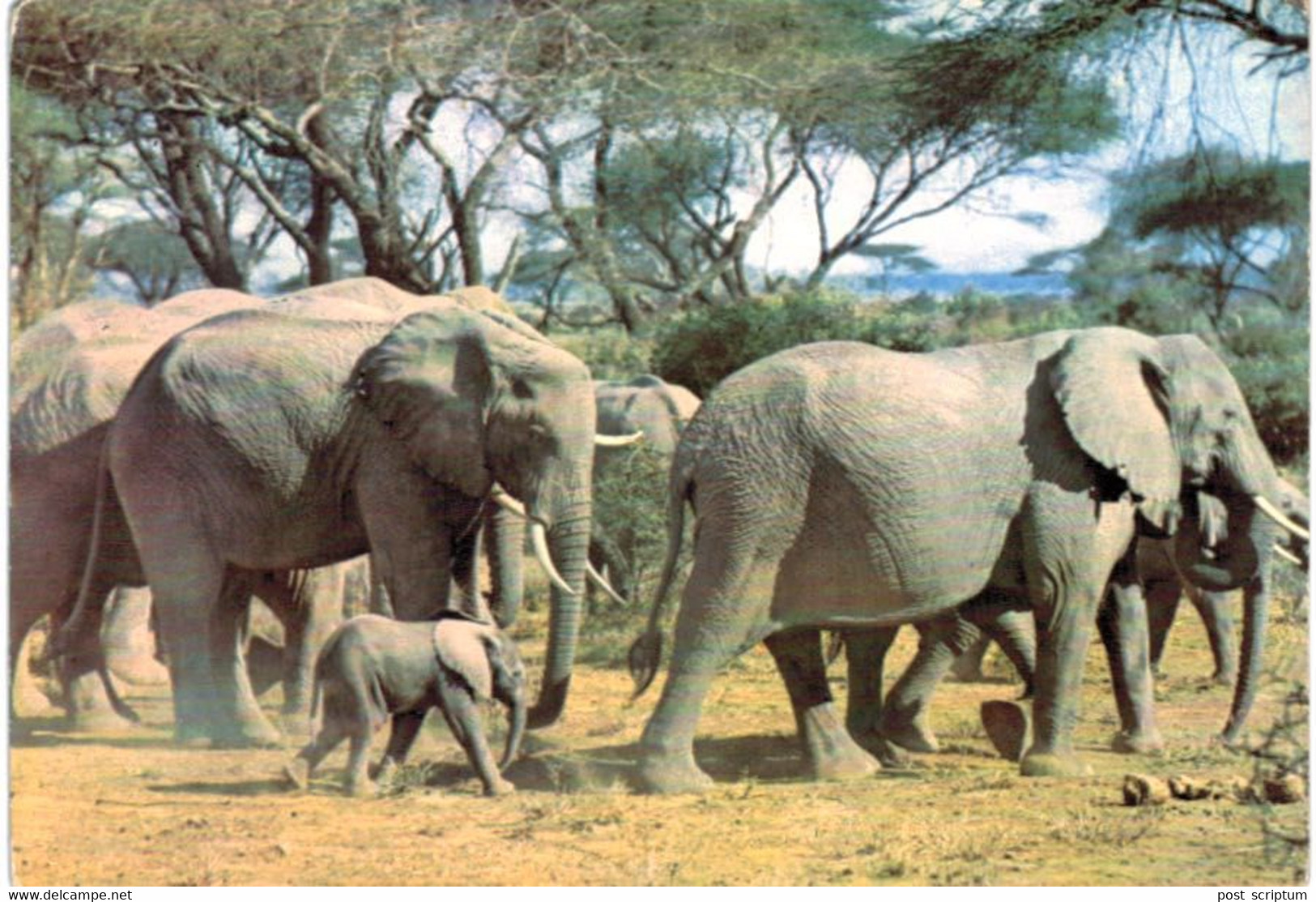 Lot   - Thème - animaux -  éléphant -   environ 90 cartes