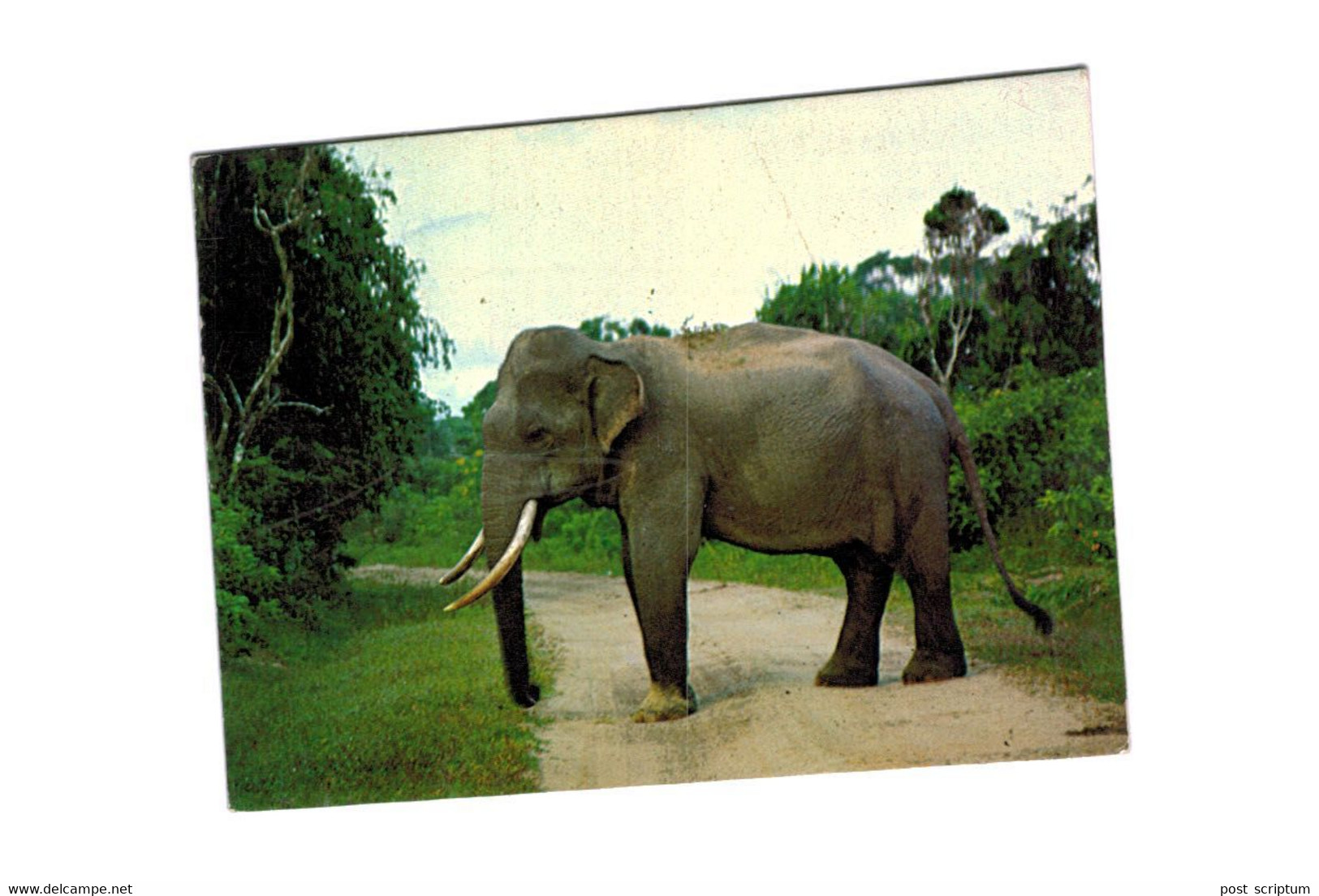 Lot   - Thème - animaux -  éléphant -   environ 90 cartes