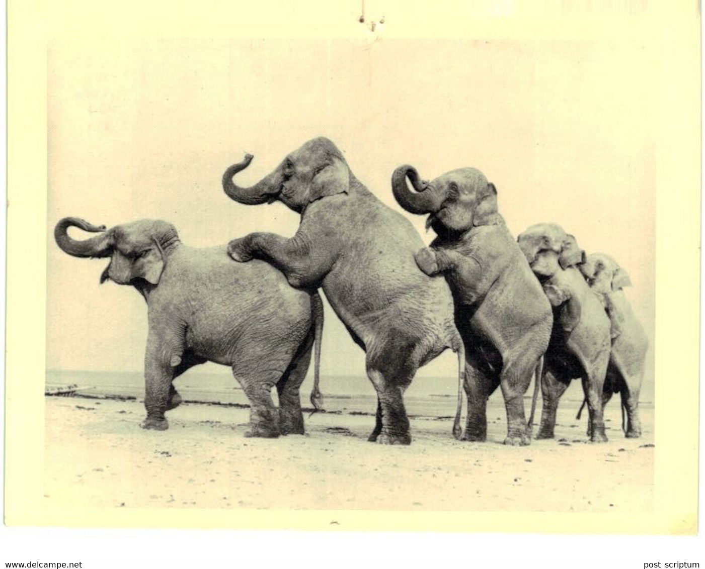 Lot   - Thème - animaux -  éléphant -   environ 90 cartes