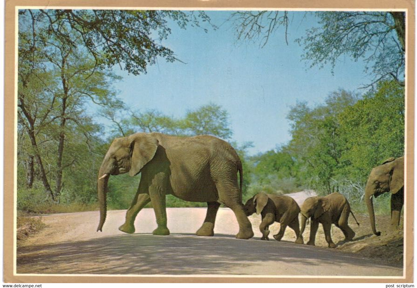 Lot   - Thème - animaux -  éléphant -   environ 90 cartes