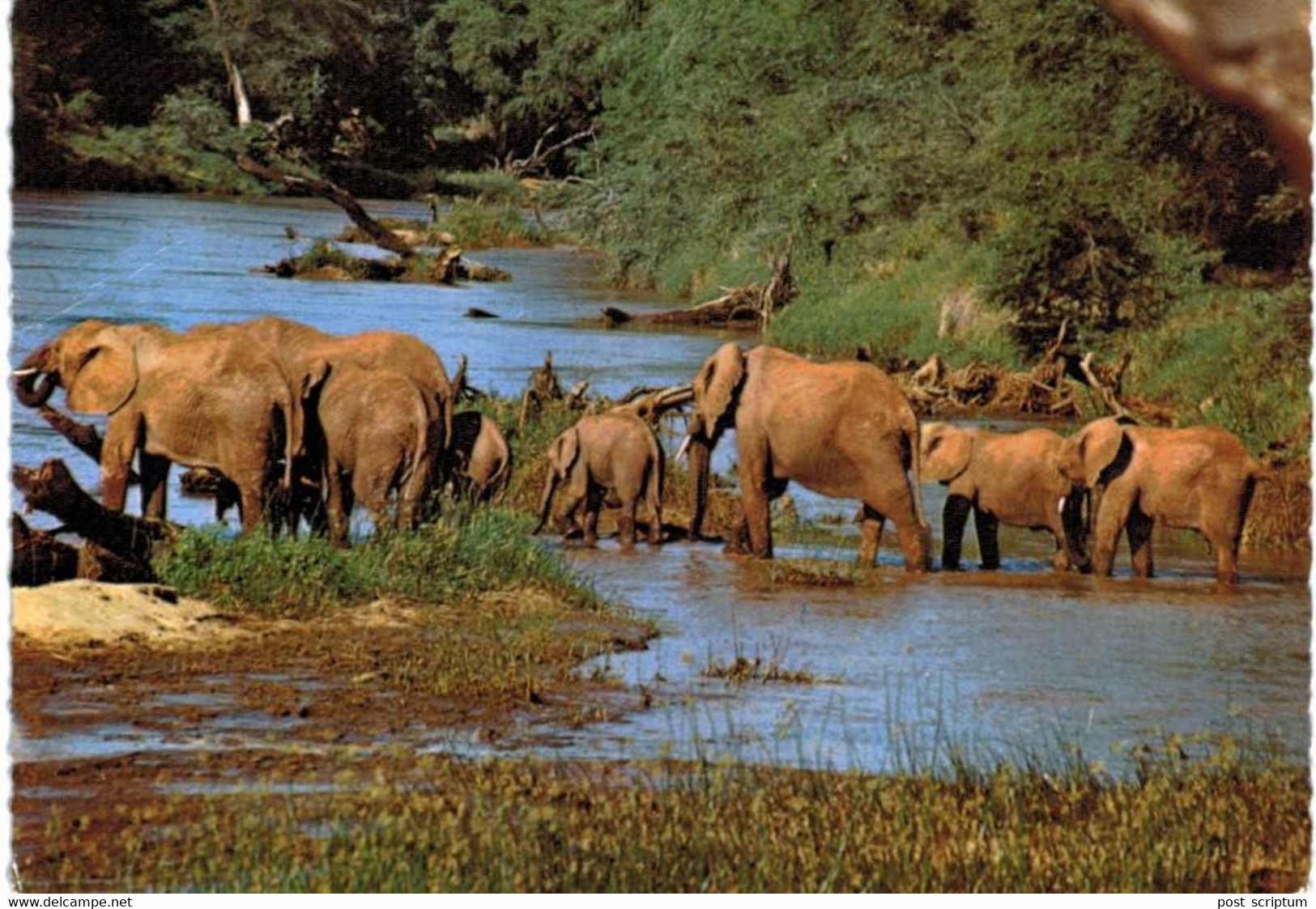 Lot   - Thème - animaux -  éléphant -   environ 90 cartes