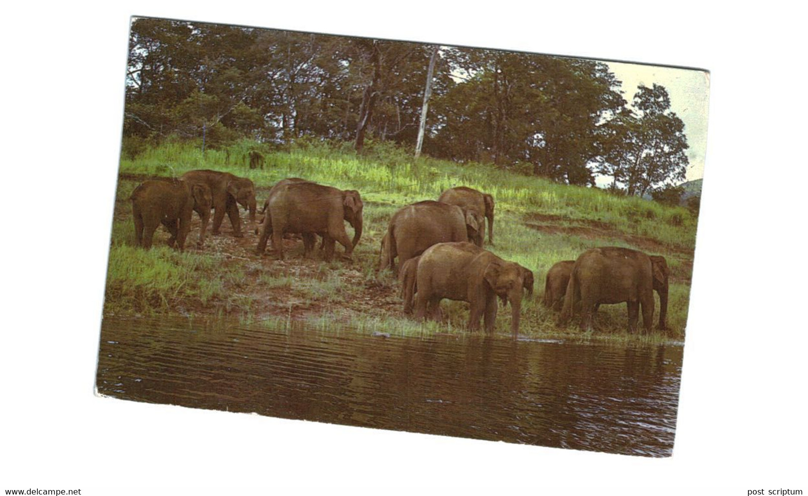 Lot   - Thème - animaux -  éléphant -   environ 90 cartes