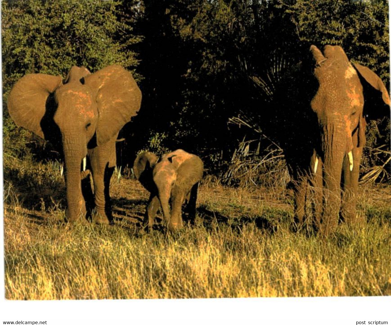 Lot   - Thème - animaux -  éléphant -   environ 90 cartes