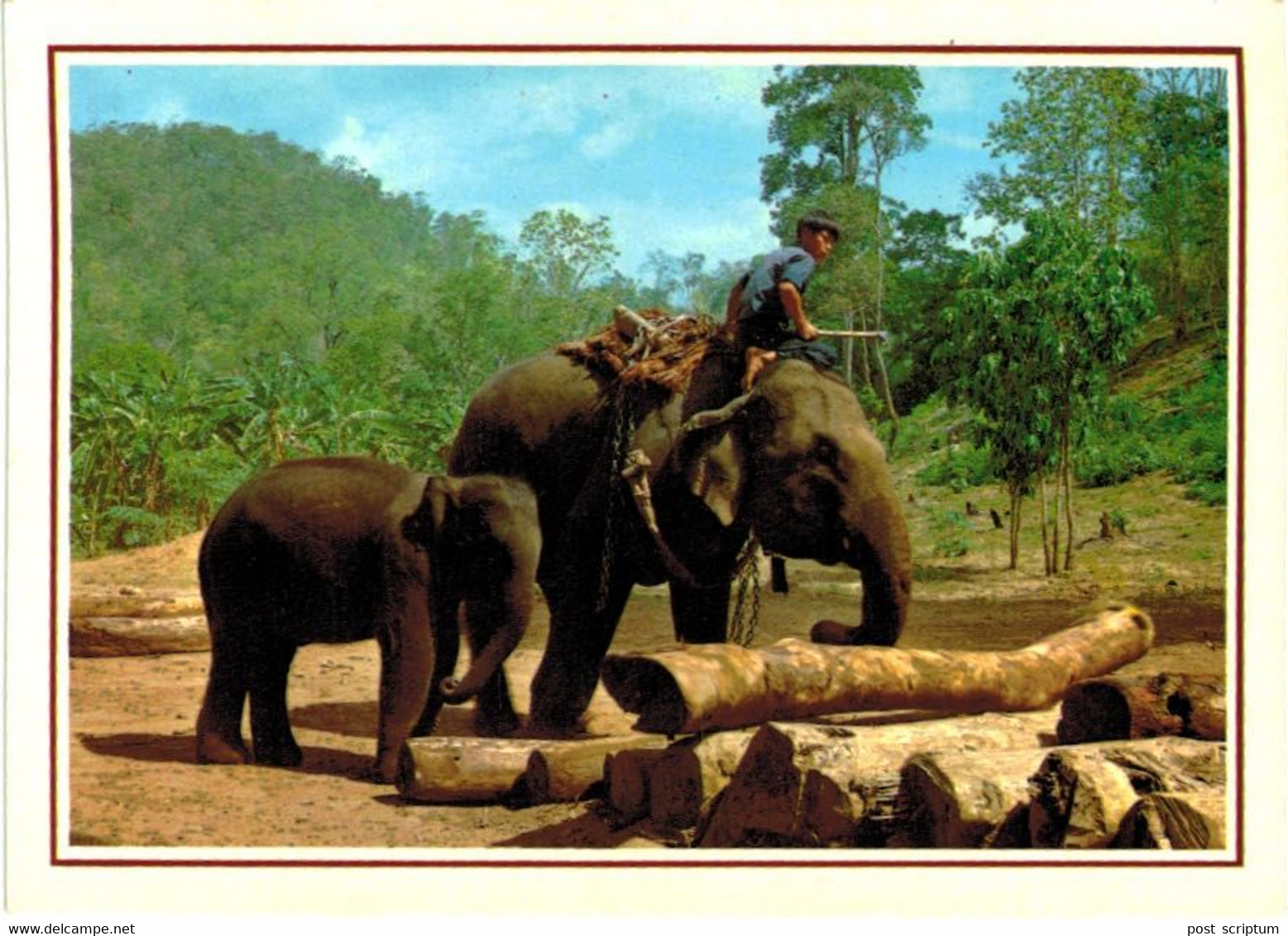 Lot   - Thème - animaux -  éléphant -   environ 90 cartes