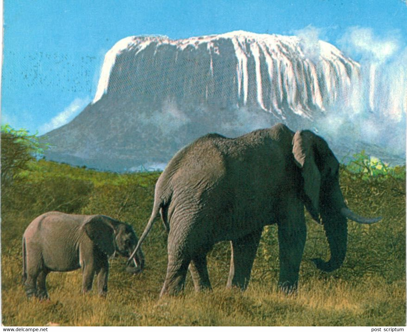 Lot   - Thème - animaux -  éléphant -   environ 90 cartes