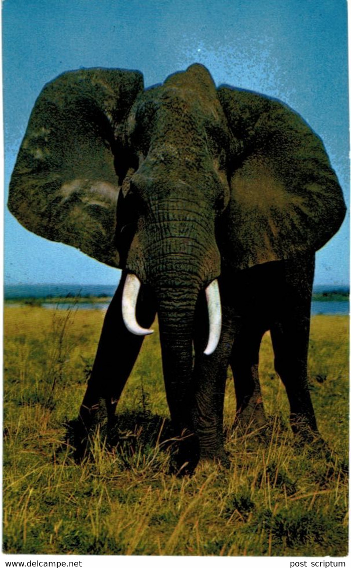 Lot   - Thème - animaux -  éléphant -   environ 90 cartes