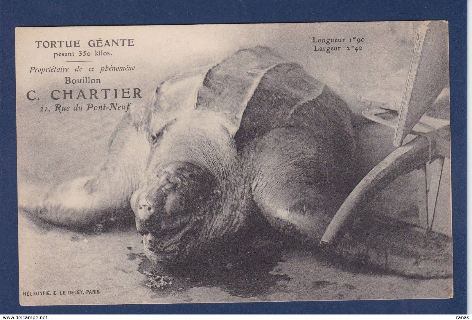 CPA Tortue Turtle Non Circulé Publicité Paris - Schildpadden