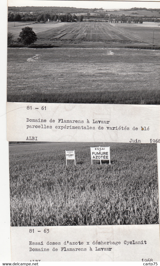 Flamarens 81 Lavaur - Agriculture Blé Désherbage - Domaine De Flamarens - 4 Photographies 1968 - Lavaur