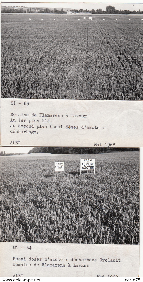 Flamarens 81 Lavaur - Agriculture Blé Désherbage - Domaine De Flamarens - 4 Photographies 1968 - Lavaur