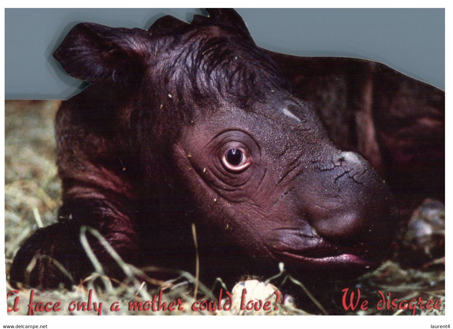 (QQ 8) Baby Asian Rhinoceros (Avant Shape Card) - Rhinoceros