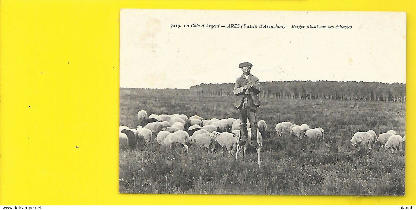 ARES Berger Filant Sur Ses Echasses (Gautreau) Gironde (33) - Arès