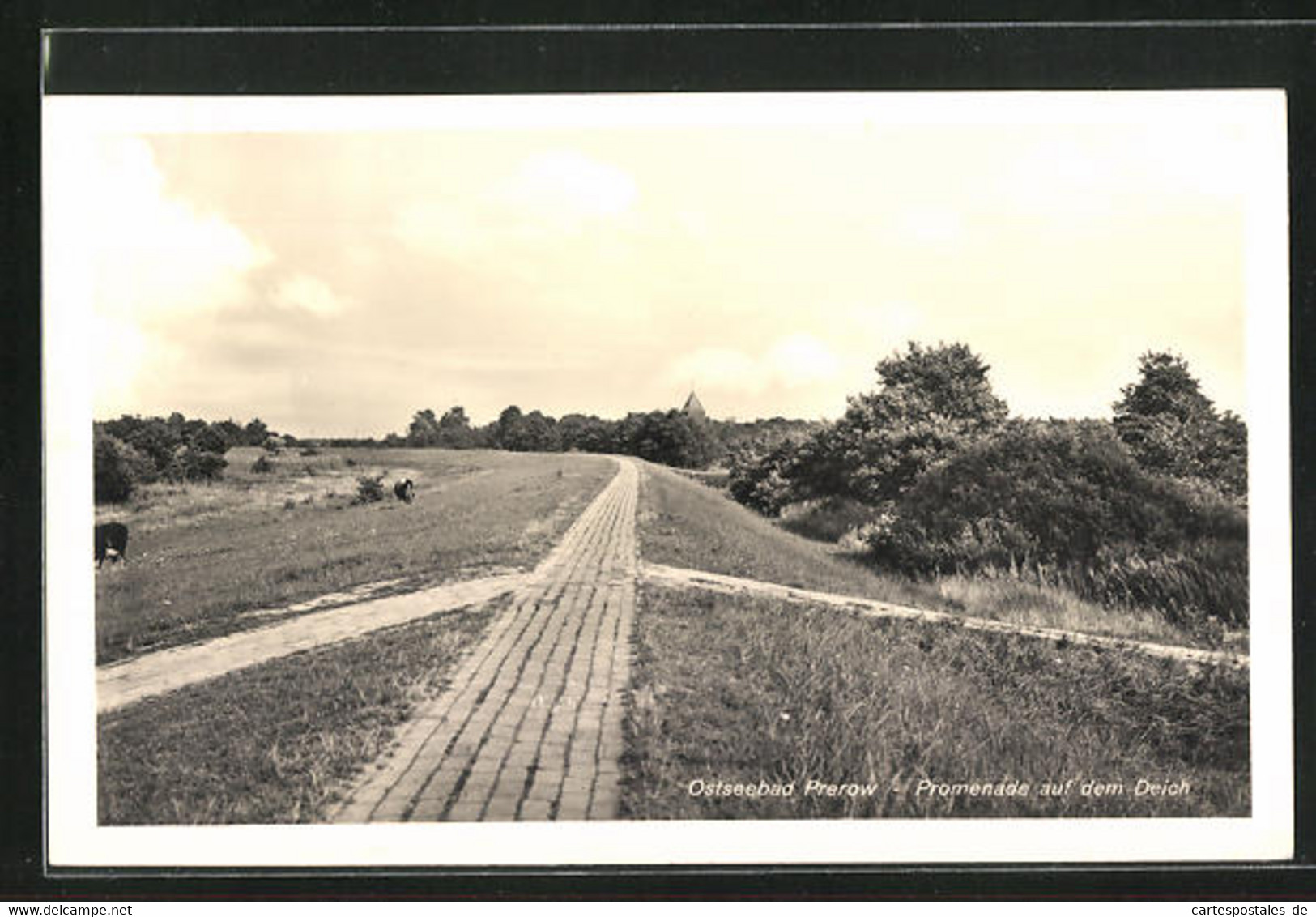 AK Ostseebad Prerow, Promenade Auf Dem Deich - Seebad Prerow