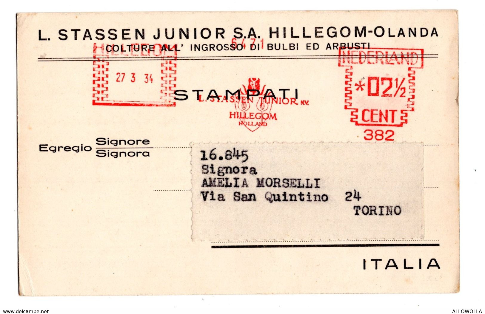 12414 " L. STASSEN JUNIOR S.A.-HILLEGOM-OLANDA-COLTURE ALL'INGROSSO DI BULBI ED ARBUSTI "-CART. SPED.1934 - Marchands