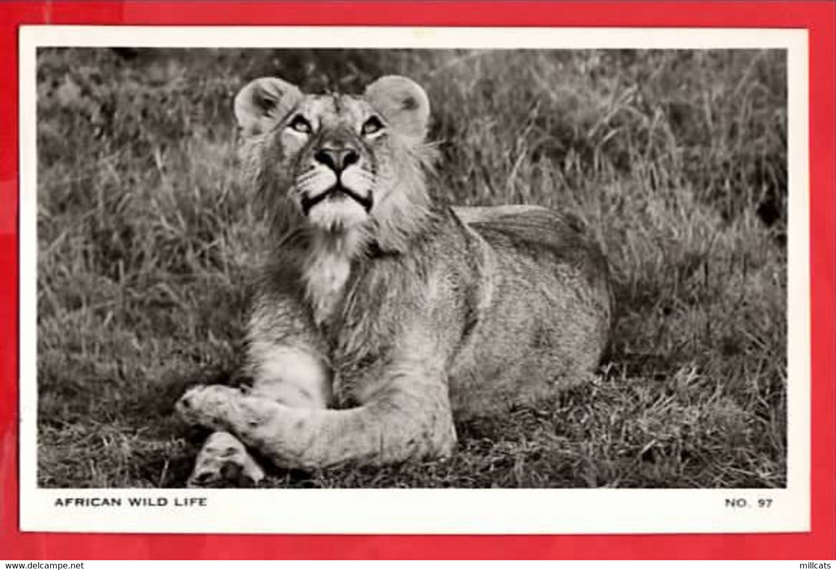 KENYA AFRICAN WILD LIFE    MALE LION    RP - Kenia