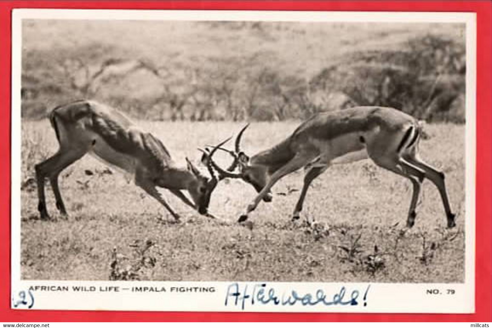 KENYA  AFRICAN WILD LIFE SERIES     IMPALA FIGHTING - Kenia