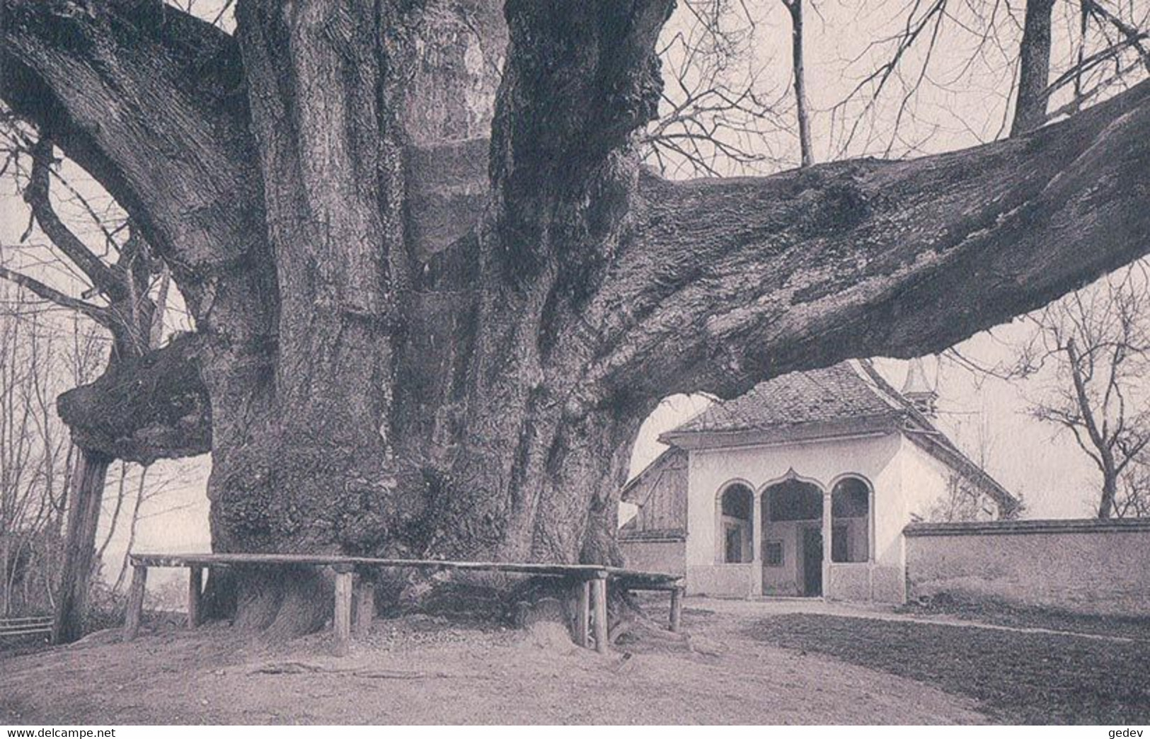 Bremgarten BE, Riesenlinde, Arbre Géant (5060) - Bremgarten Bei Bern