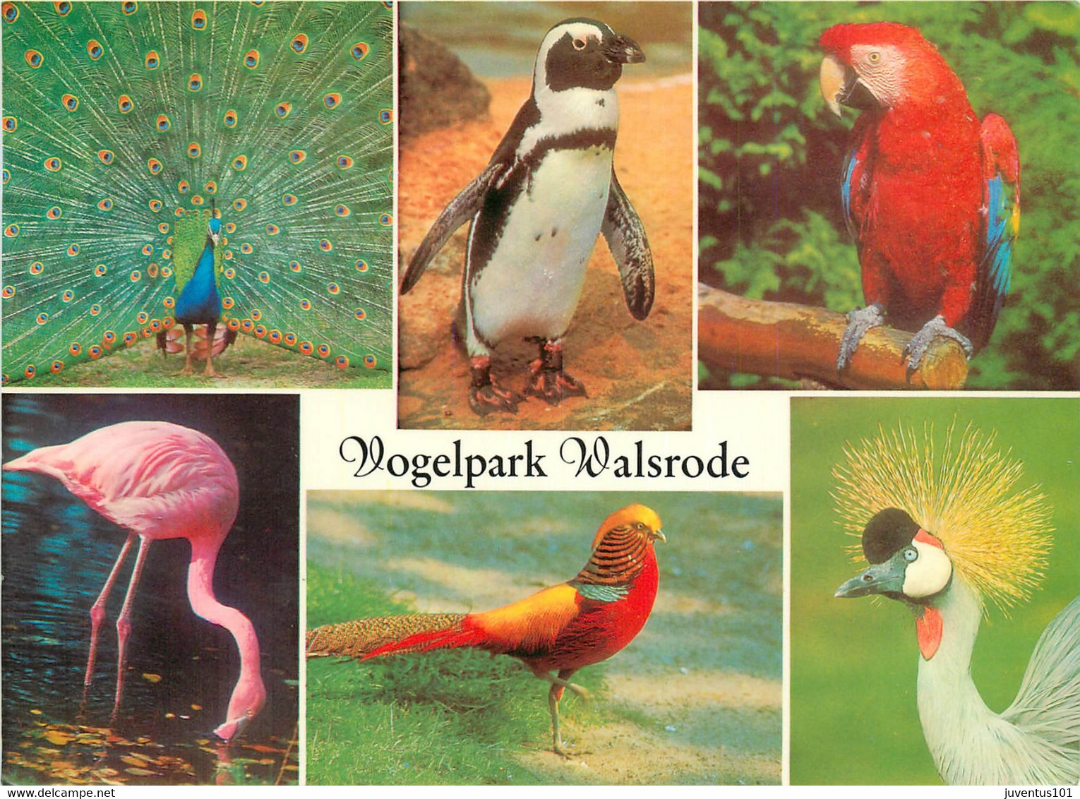 CPSM Vogelpark-Walsrode-Oiseaux-Multivues     L625 - Walsrode