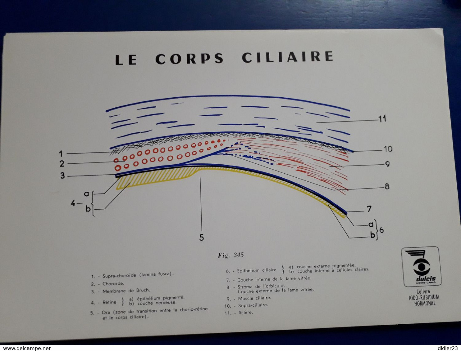 LABORATOIRE OPTHAMOLOGIE DULCIS MONTE CARLOS  SHEMA DE L'OEIL