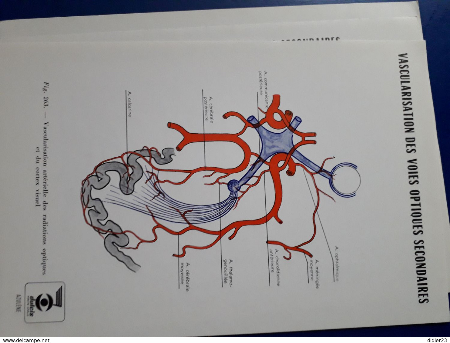 LABORATOIRE OPTHAMOLOGIE DULCIS MONTE CARLOS  SHEMA DE L'OEIL