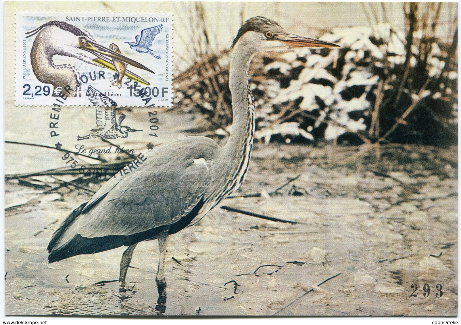 SAINT PIERRE ET MIQUELON CARTE MAXIMUM DU PA 81 LE GRAND HERON AVEC OBL. ILLUSTREE SAINT-PIERRE 23 MAI 2001 - Cartes-maximum