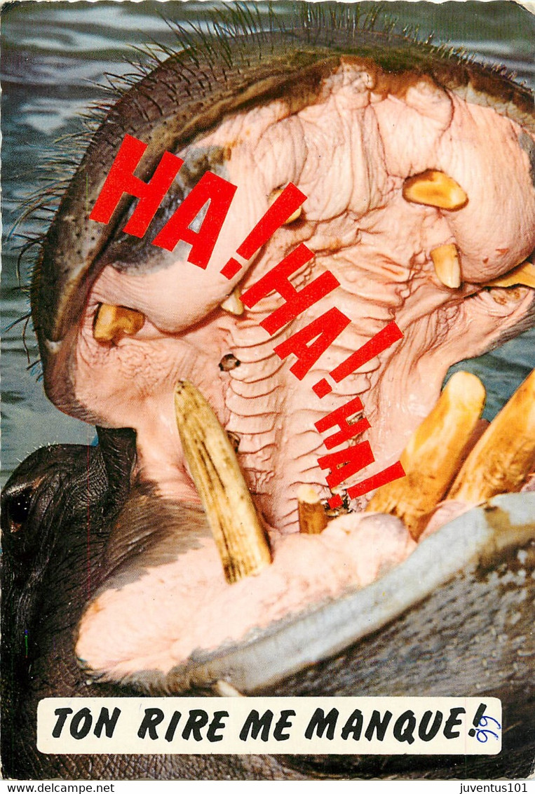 CPSM Animaux Humoristique-Hippopotame      L630 - Hippopotames