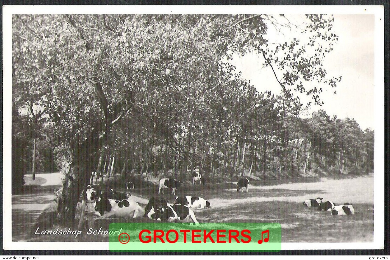 SCHOORL Landschap Koeien In De Schaduw 1959 - Schoorl