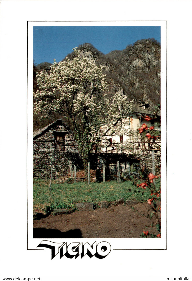 Aurigeno - Valle Maggia (1587) * 4. 8. 1994 - Maggia