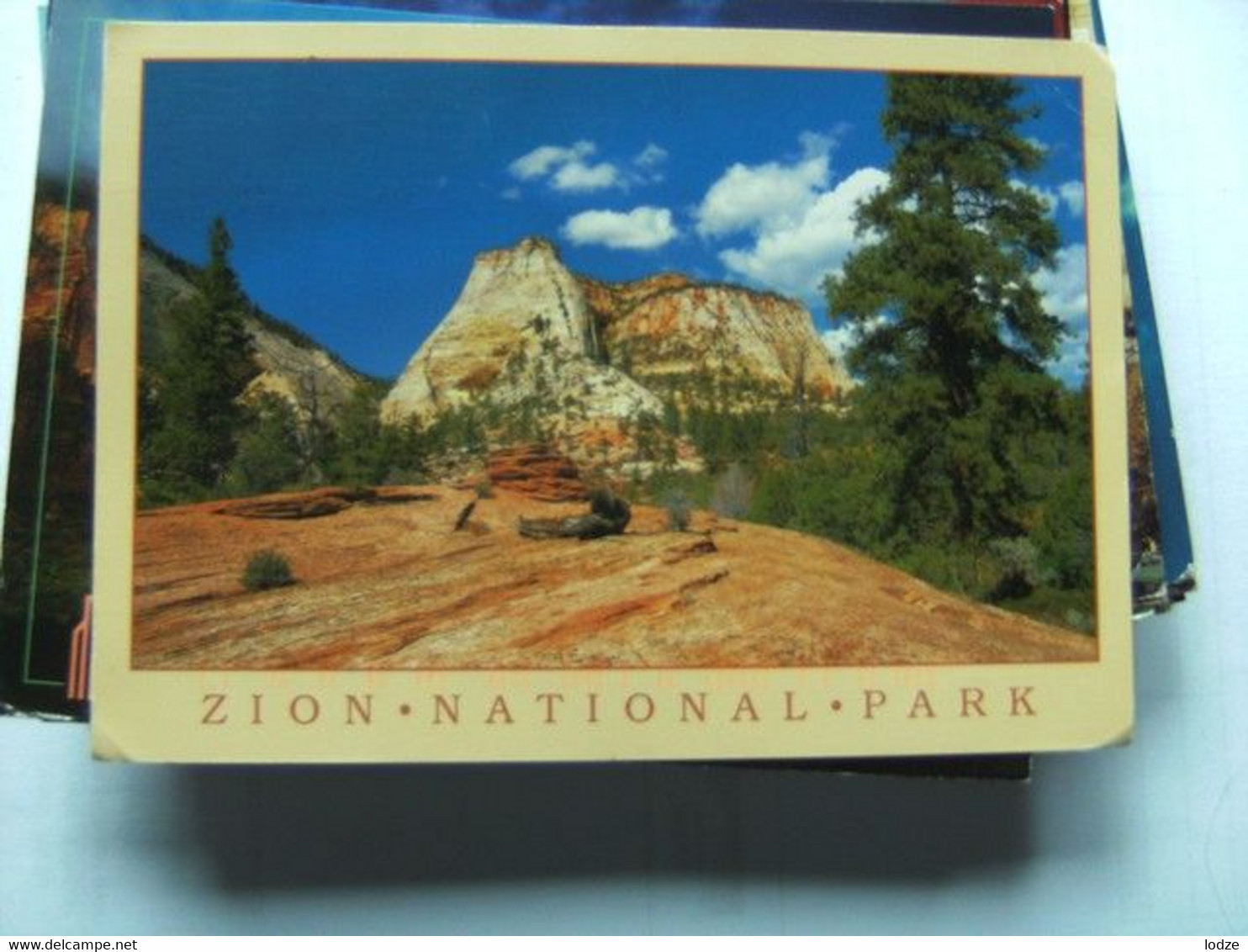 America USA UT Zion National Park Stately Ponderosa Pines - Zion