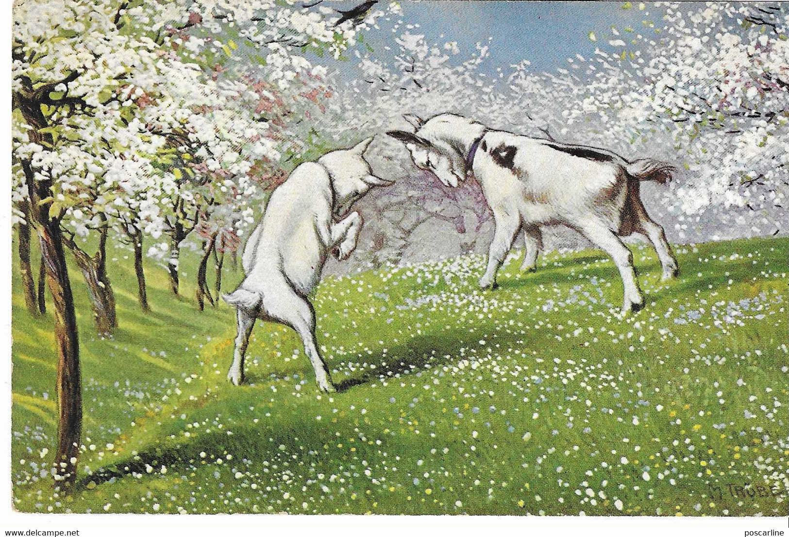 Illustrateur, Jeunes Chèvres, Printemps,  Goat ,signée Trübe , 2 Scans - Trübe, Maxim