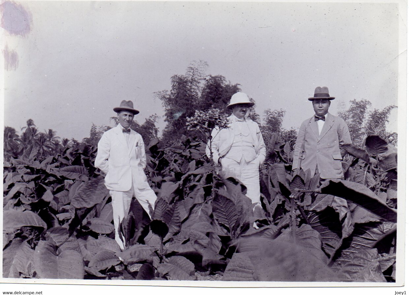 Photo Plants De Tabac En Fleur à Java,photo Revue Internationale Des Tabacs,fomats 11/16 - Professions