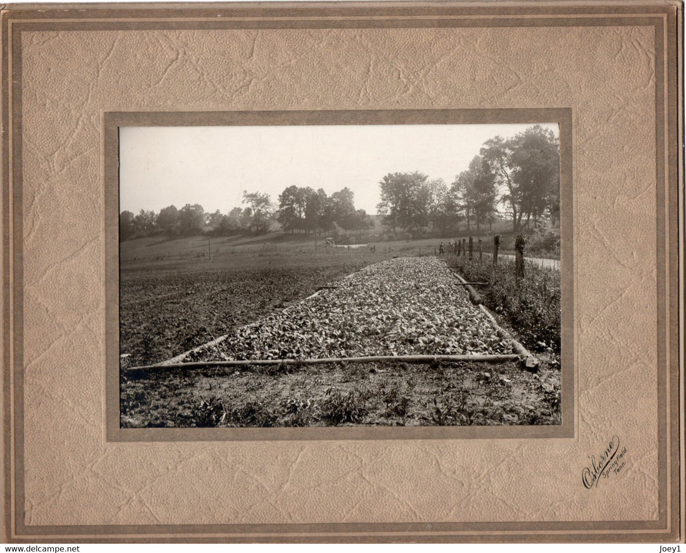 Photo Plantation De Tabac Aux états Unis,années 20, Format Photo 12/17 - Berufe