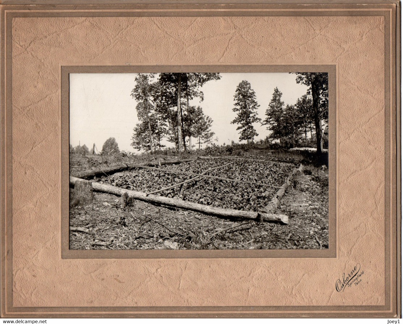 Photo Plantation De Tabac Aux états Unis,années 20, Format Photo 12/17 - Beroepen