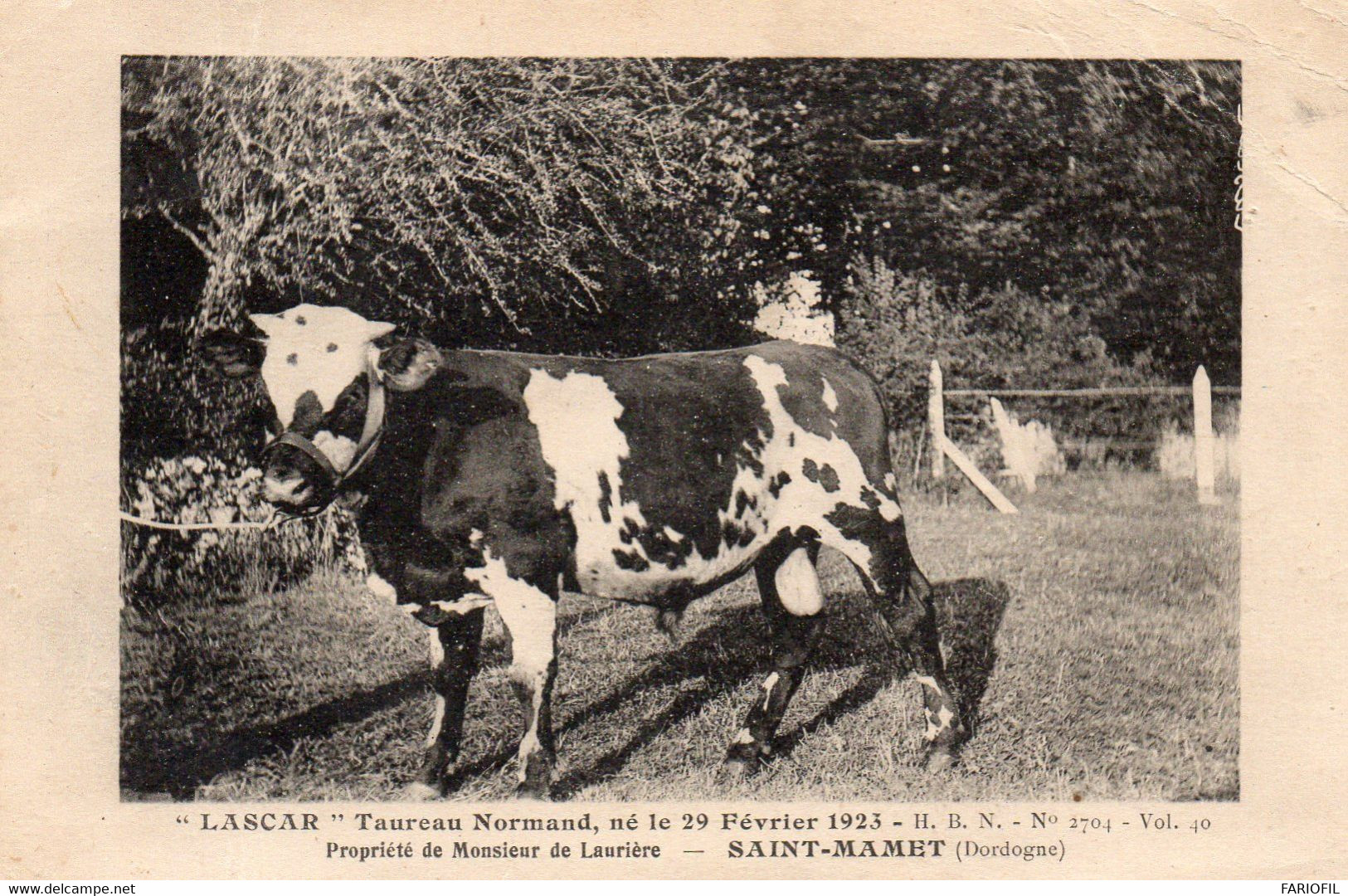 " LASCAR " Taureau Normand - Propriété De Monsieur De Laurière à SAINT MAMET . Vente Annuelle De FOURNILS 10 Aout 1924. - Otros & Sin Clasificación