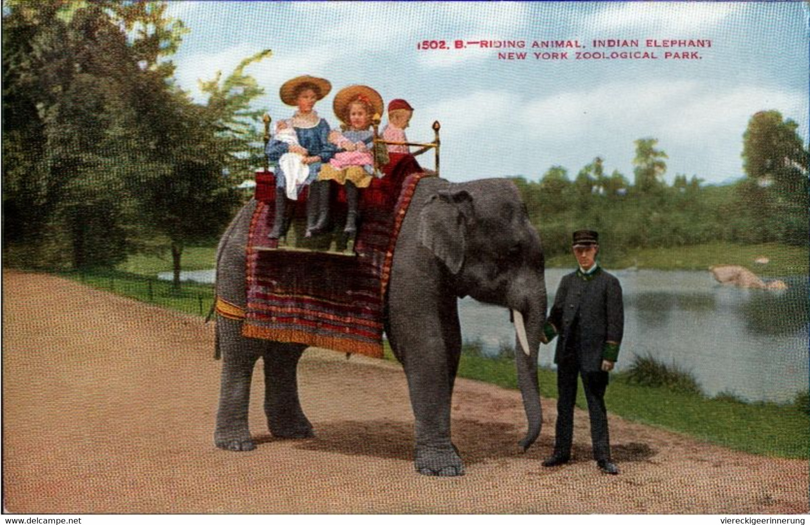 ! Ansichtskarte Indian Elephant, Elefant, New York Zoo - Sonstige & Ohne Zuordnung