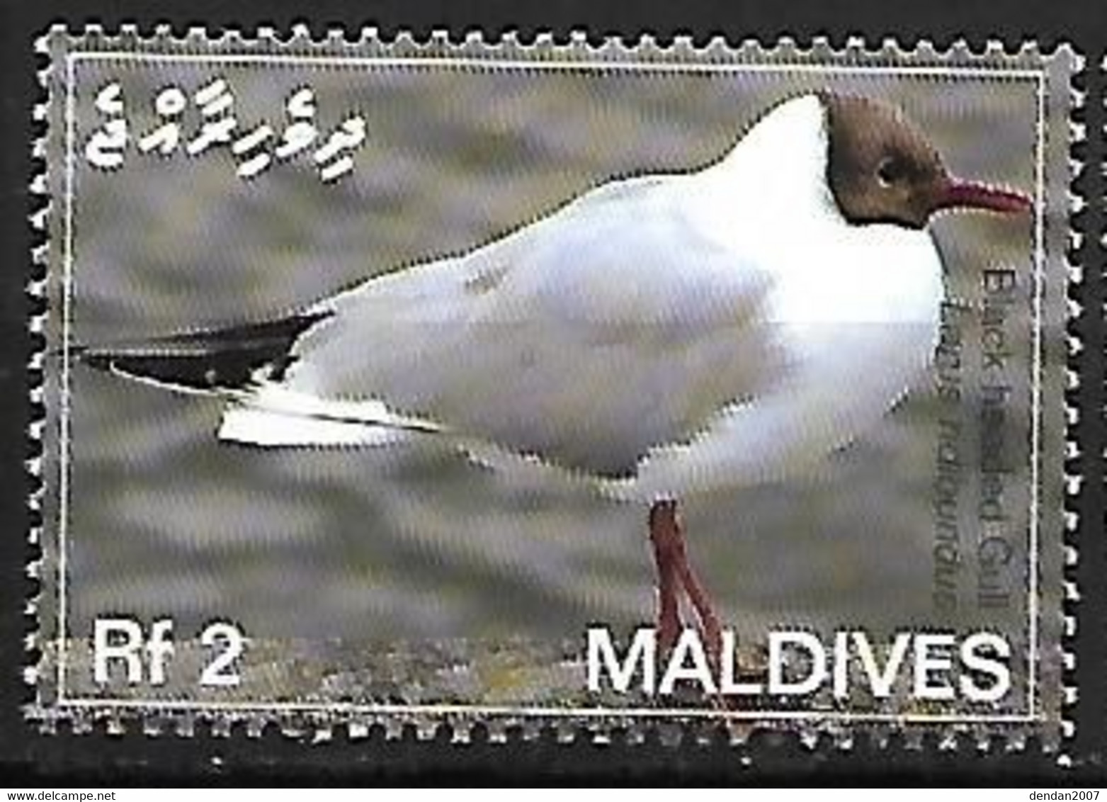 Maldives - MNH ** 2007 : Black-headed Gull -   Chroicocephalus Ridibundus - Mouettes