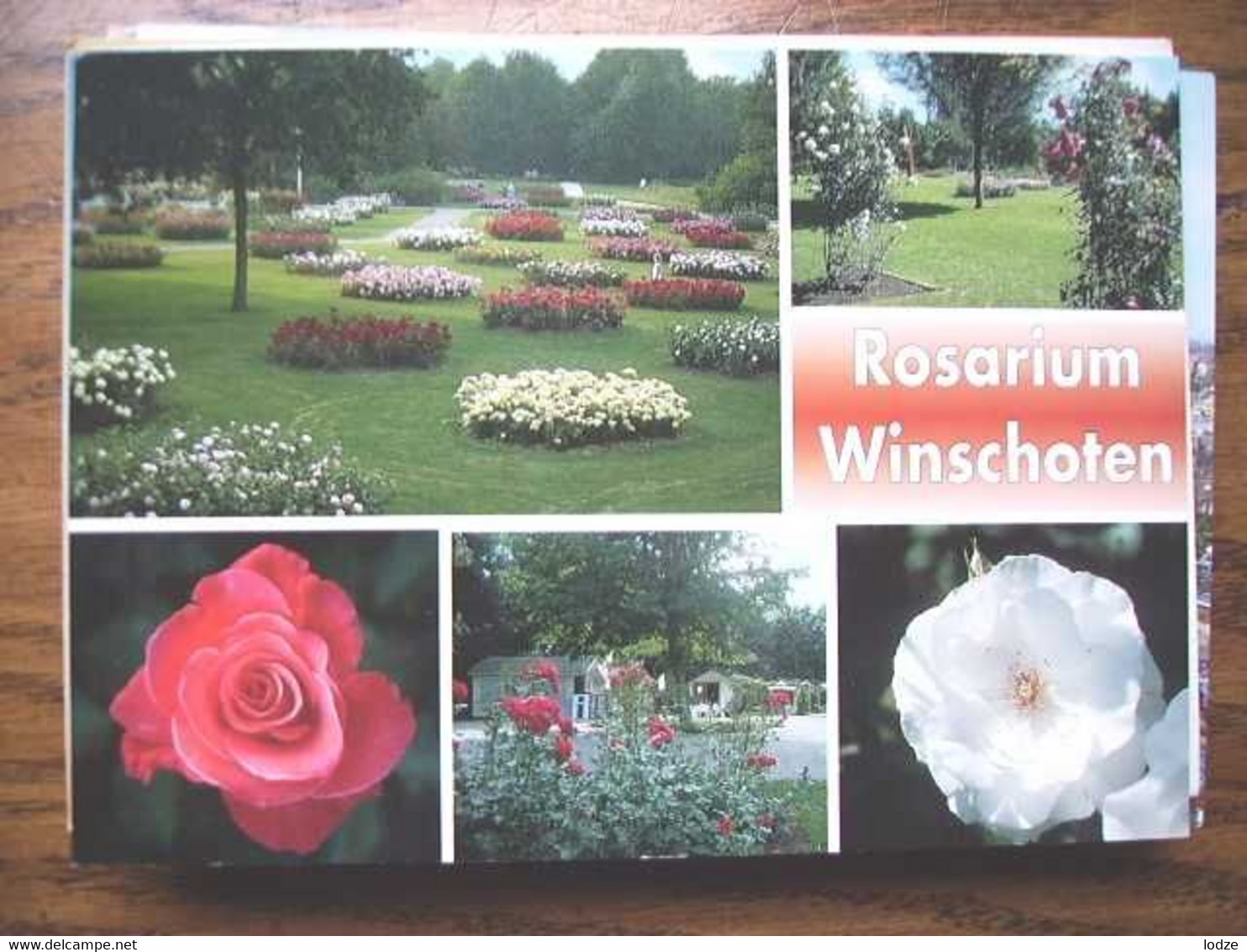 Nederland Holland Pays Bas Winschoten Met Rosarium - Winschoten