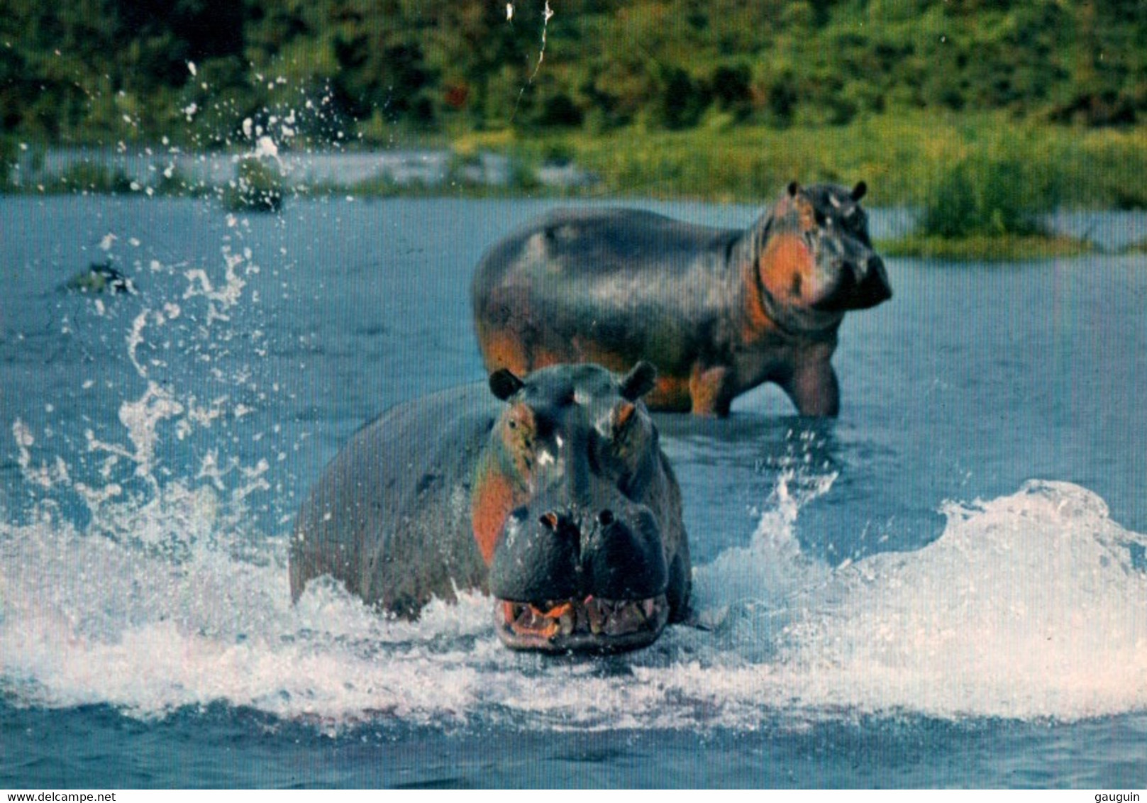 CPM - Faune Africaine - HIPPOPOPTAME ... - Hippopotamuses