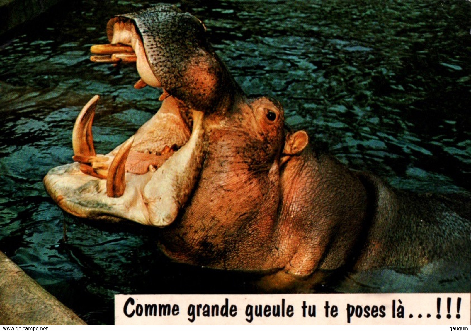 CPM - HIPPOPOPTAME ... Carte Humour - Hippopotamuses