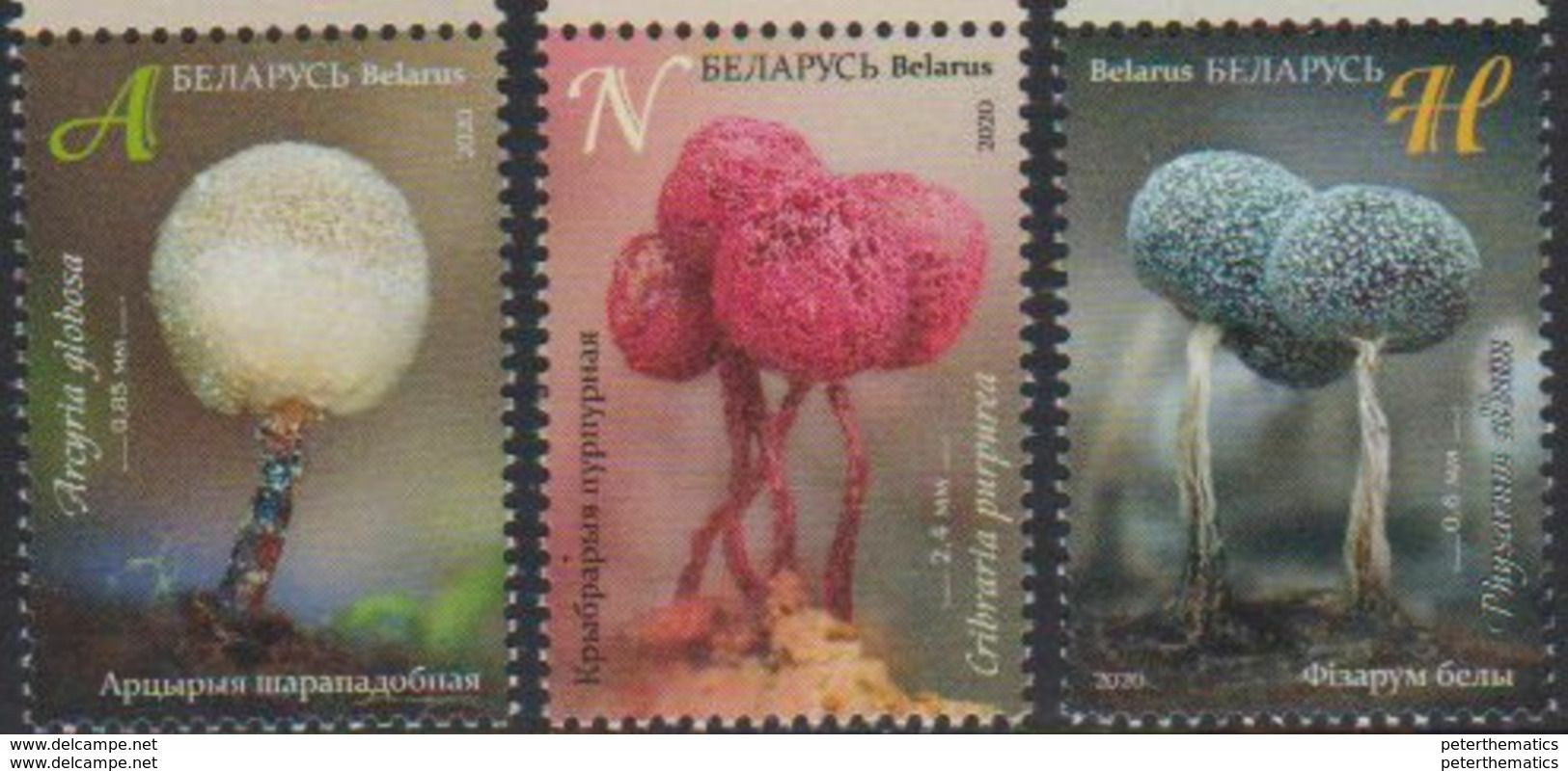 BELARUS, 2020, MNH,FUNGI, MYXOMYCETES, SLIME MOULDS, 3v - Sin Clasificación